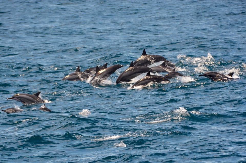 宜蘭龜山島賞鯨旅遊-常見鯨豚種類介紹懶人包